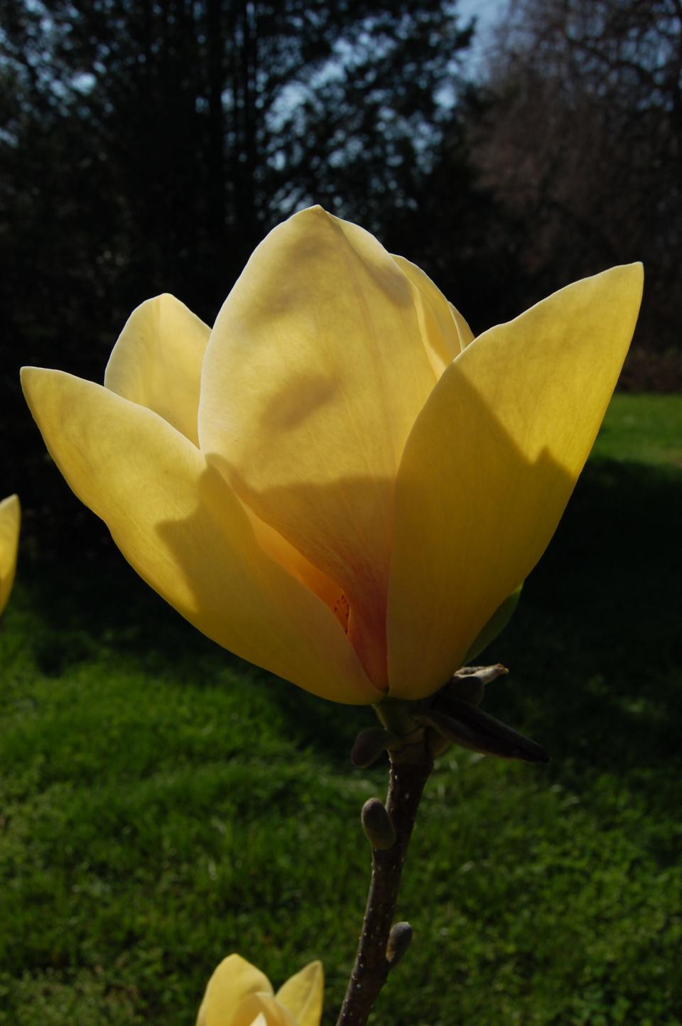 Magnolia ‘Sunsation’ was named the 2024 Theodore Klein Plant Awards Small Flowering Tree winner.