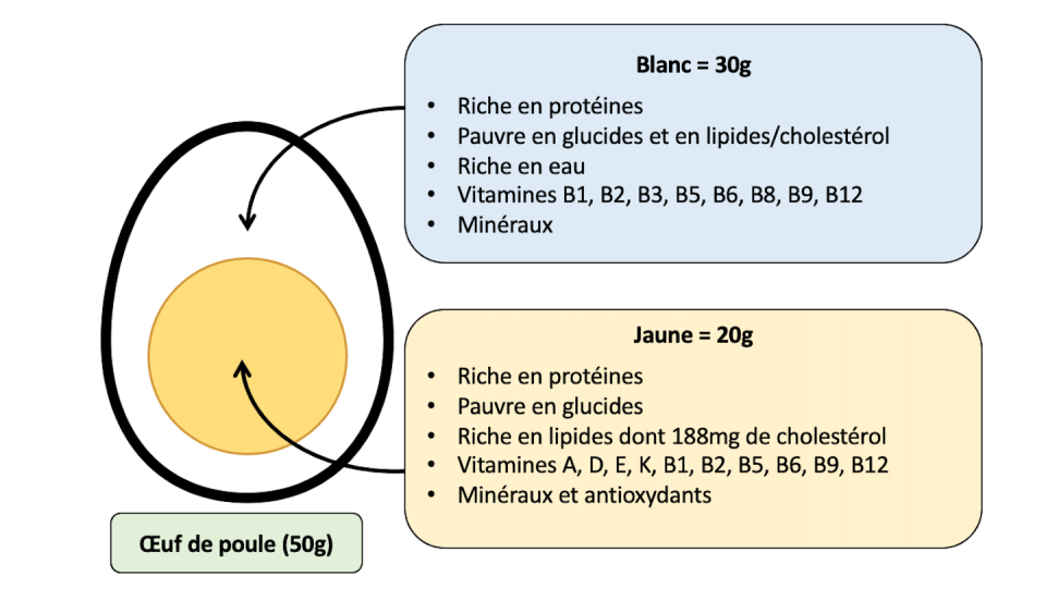 Composition d’un œuf de poule. Anouk Charlot, d’après The Golden Egg : Nutritional Value, Bioactivities, and Emerging Benefits for Human Health, Author provided