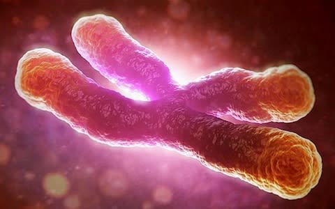 Telomeres sit at the end of chromosomes protecting DNA