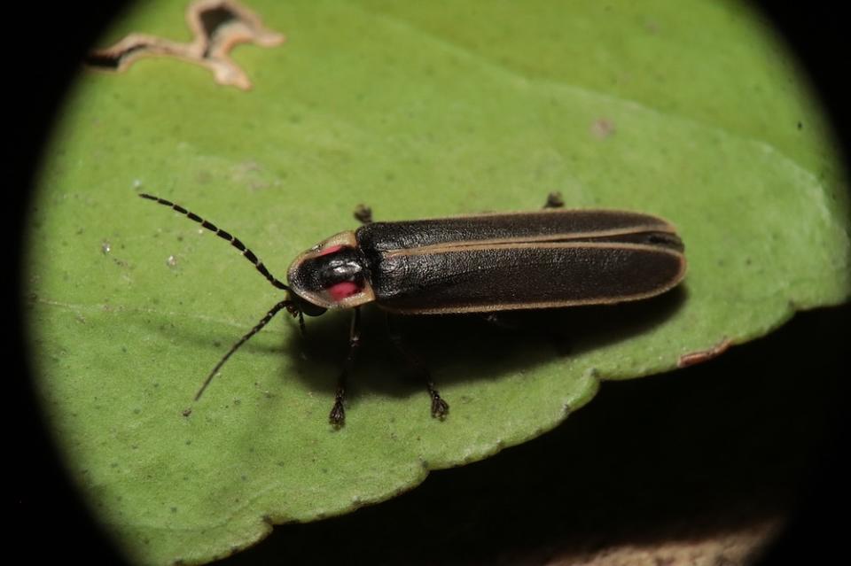 螢火蟲（Photo Credit: FranciscoJavierCoradoR@pixabay.com, License CC0，圖片來源：https://pixabay.com/zh/photos/insect-nature-yard-firefly-5151913/）