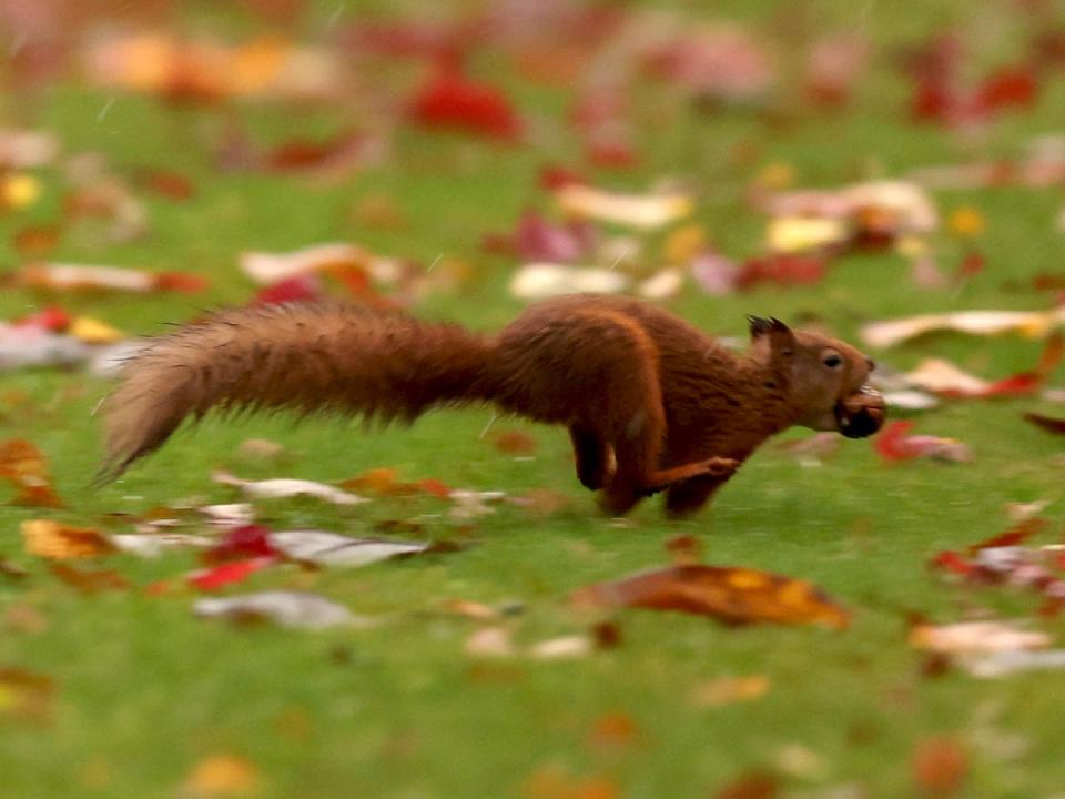 2 November 2022: A red squirrel gathers nuts in Pitlochry, Scotland (Reuters)