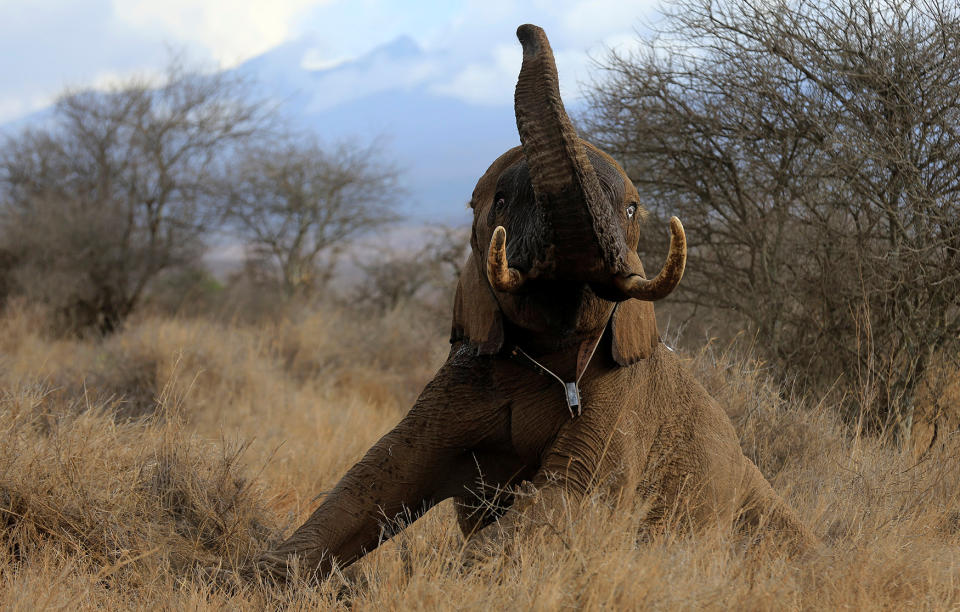 Elephant tries to stand after getting an advanced satellite radio tracking collar