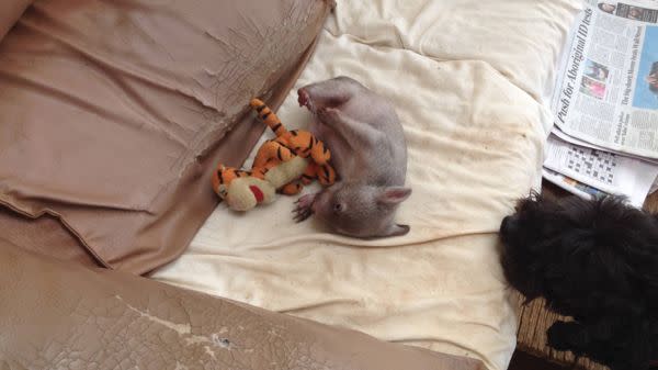 Baby Derek is almost the same size as his Tigger. Photo: Supplied