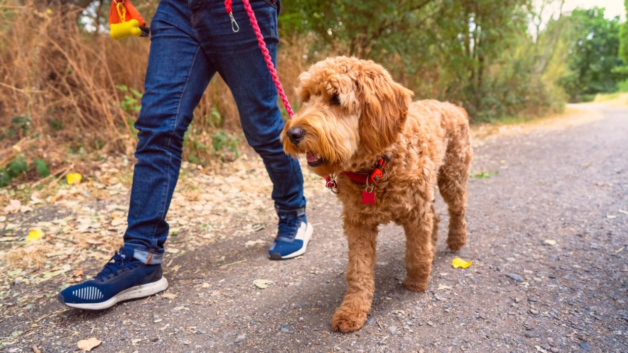 A young golden doodle walking to heel in a park. 