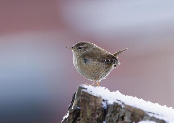 Wrens, one of the smallest birds, were targeted (iStock)