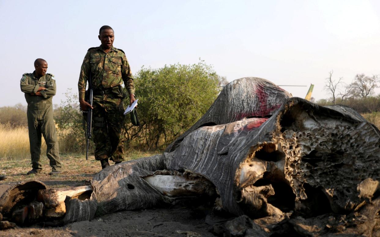 Colonel George Bogatsu of Botswana Defence Force inspects the carcass of a slaughtered elephant - REUTERS