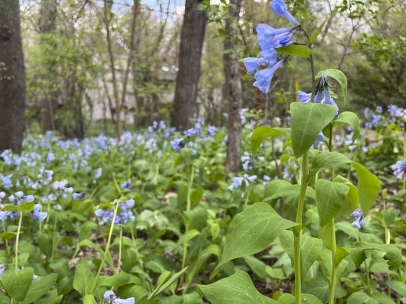 Virginia bluebells in a garden.