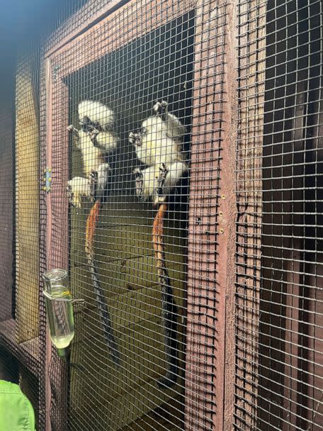 PHOTO: Animals are seen at the Chase Sanctuary Wildlife Conservancy ahead of the hurricane.  (Chase Sanctuary Wildlife Conservancy)