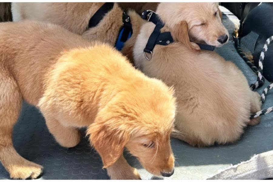 Joven llevó a sus perritos a escuela de entrenamiento y se los regresaron sin vida 