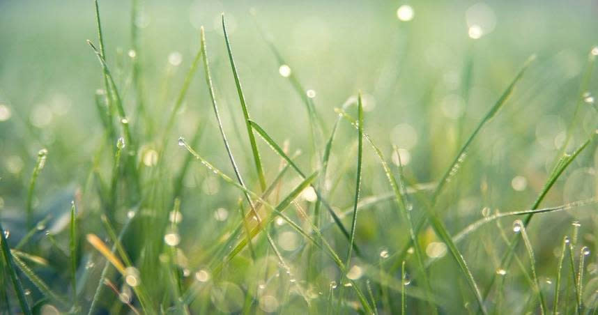 穀雨是春季的最後一個節氣，象徵豐沛的雨水和夏天的來臨。（示意圖／pixabay）