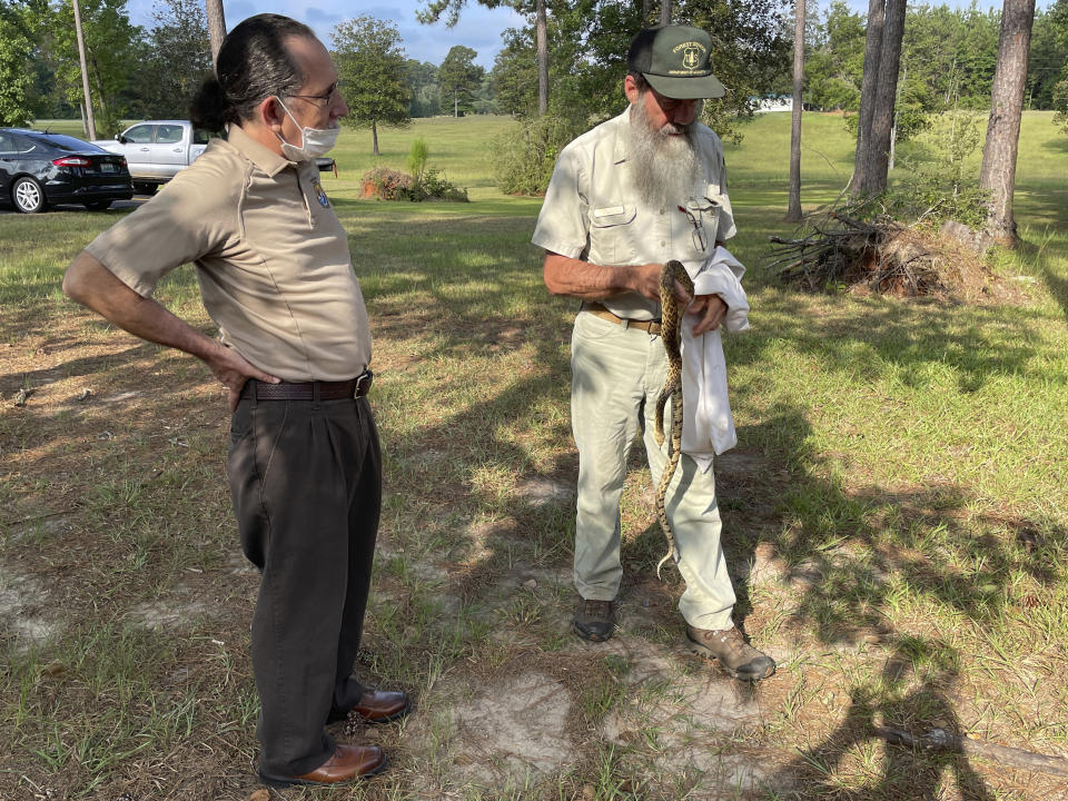 This photo provided the U.S. Fish and Wildlife Service shows U.S. Forest Service biologist Steve Shively holding “Mr. Snake,” a threatened Louisiana pinesnake kept for education and outreach, on July 11, 2022, at the USFS office in the Evangeline Unit of the Calcasieu District of Kisatchie National Forest, near Alexandria, La. The U.S. government has proposed protecting four areas in Louisiana and two in Texas as critical habitat for the constrictor, which eats pocket gophers and takes over their burrows in longleaf pine savannas. (Ian Fischer/U.S. Fish and Wildlife Service via AP)