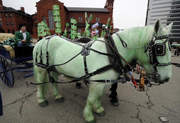 a green horse is hitched to a buggy with a driver holding onto the reins at the st patricks day parade in pittsburgh