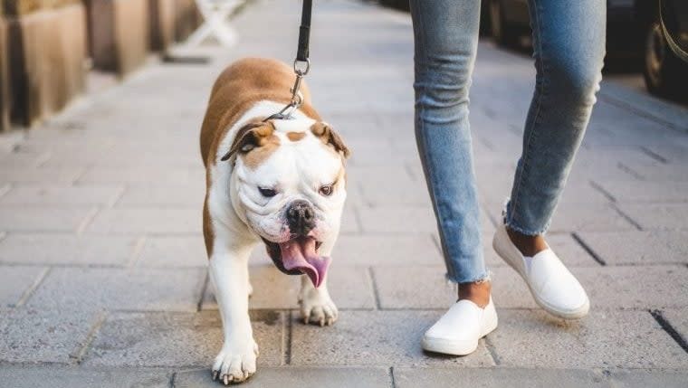 5 Reasons Why You Should Always Leash Your Dog