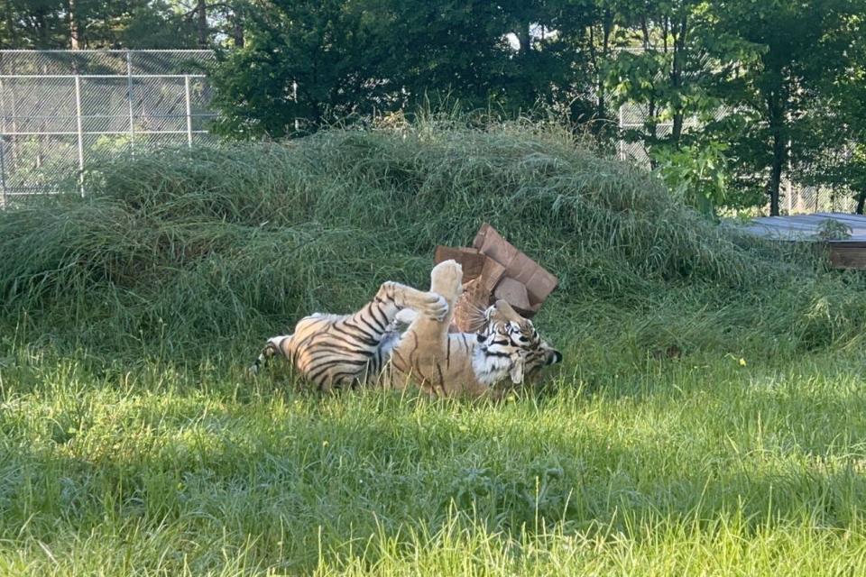 A former pet tiger, India is thriving at Black Beauty one year after he arrived at the sanctuary for his happily-ever-after (May 2022)