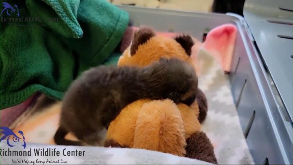 The orphaned kit snuggles with a small stuffed animal put in her enclosure.