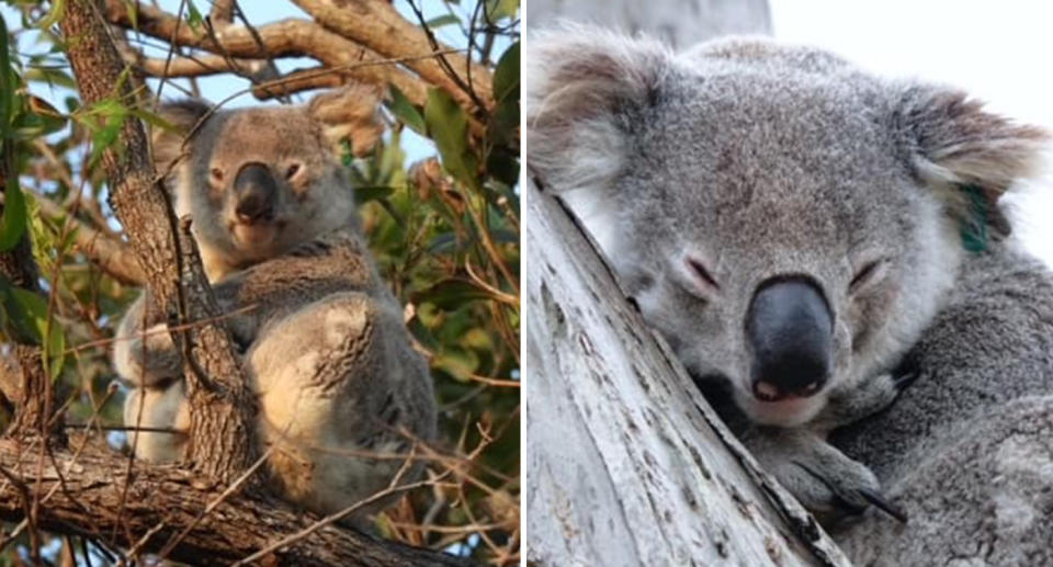Left, the koala can be seen on a tree among branches and leaves. Right, Cathie Bravo is sleeping on top of the tree with its fur blending into the colour of the branch.