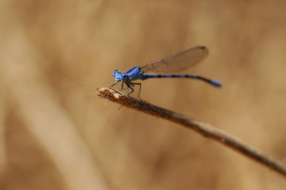 <p><strong>Vivid Dancer Damselfly</strong><br><br>These bright blue bugs certainly live up to their name. </p>