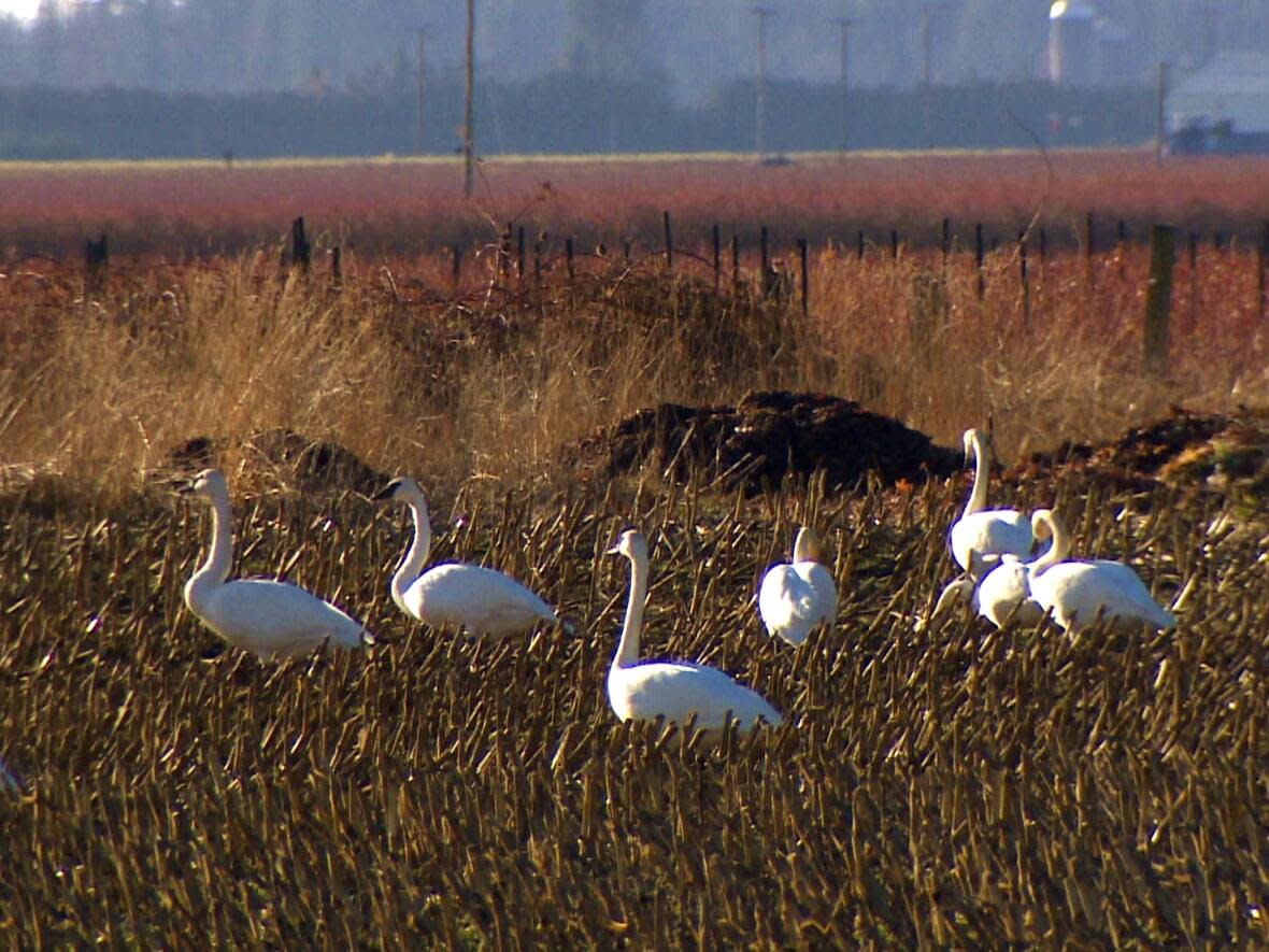 Wild geese in an agricultural field in B.C.'s Fraser Valley in November 2022. Seven commercial poultry farms have been quarantined with avian flu since Nov. 16 in the same area where 17 million birds were culled in 2004 to prevent the flu's spread. (Murray Titus/CBC News - image credit)