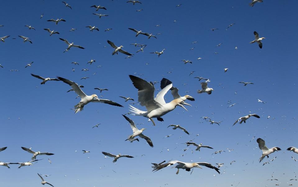 Flocks of gannets circle overhead