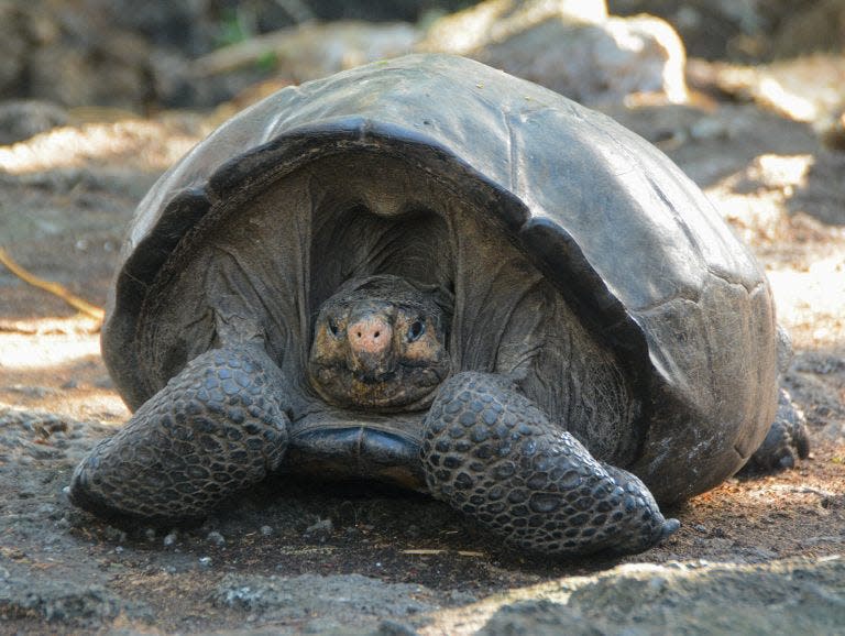 “Fern,” the female tortoise found on Fernandina Island in 2019.