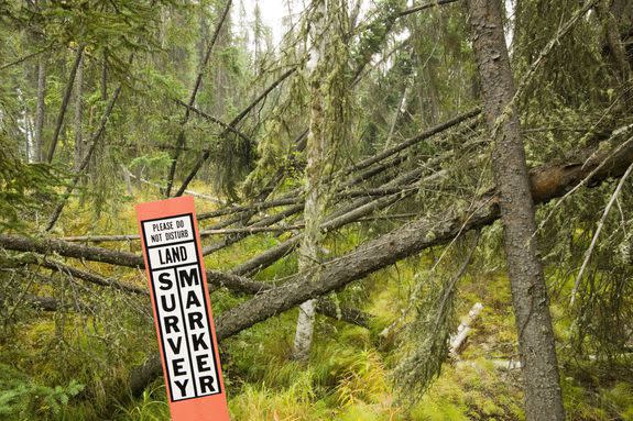 A "drunken forest" in Fairbanks Alaska where trees are collapsing into the ground due to permafrost melt.
