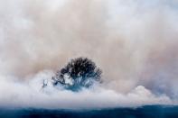 <p>Rauch eines Feuers umhüllt einen verbrannten Baum im Mojave Narrows Regional Park in Victorville in Kalifornien. (Bild: James Quigg/The Daily Press via AP) </p>