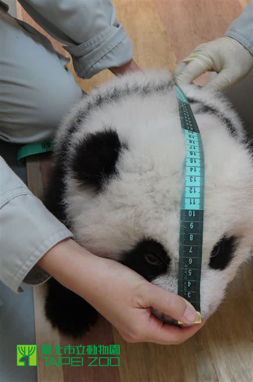 出生100天。（圖／台北市立動物園提供）