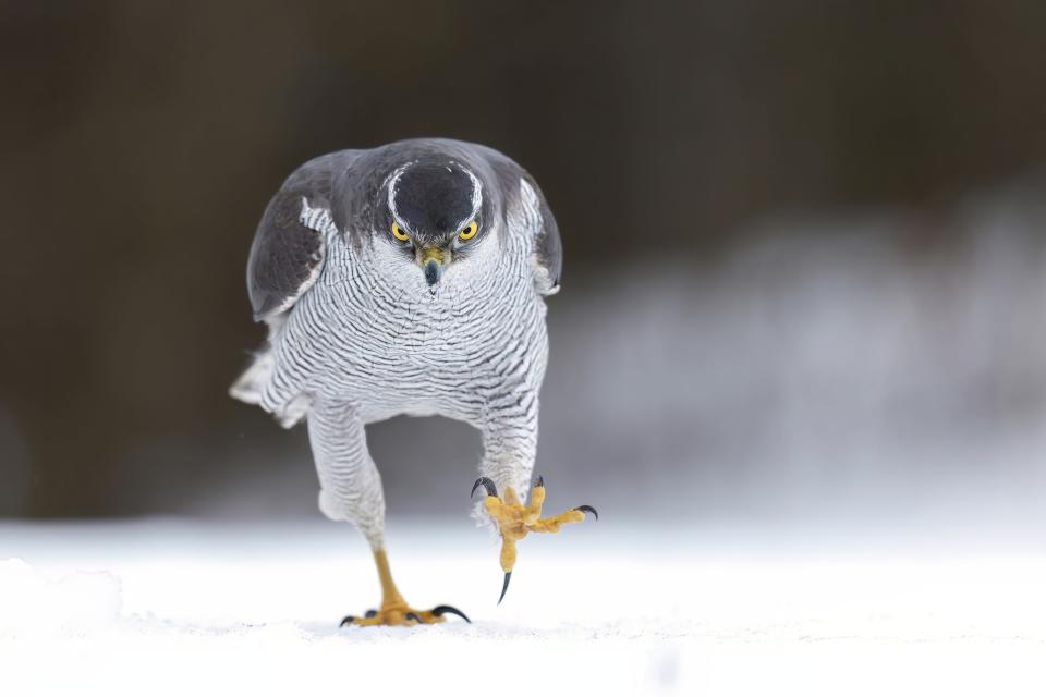 A hawk walks towards the camera