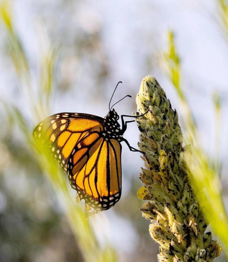 A monarch butterfly spends time on various plants a few yards from the Boise River east of Barber Park on Aug. 1, 2022.