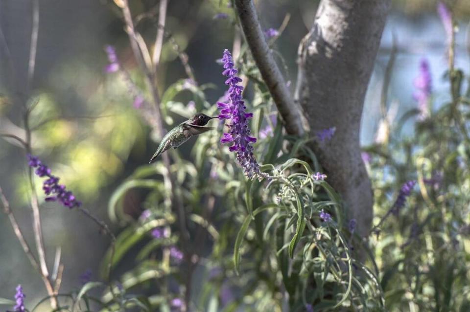 A hummingbird feeds on nectar from a Mexican white sage at the UC Davis hummingbird garden in 2017.