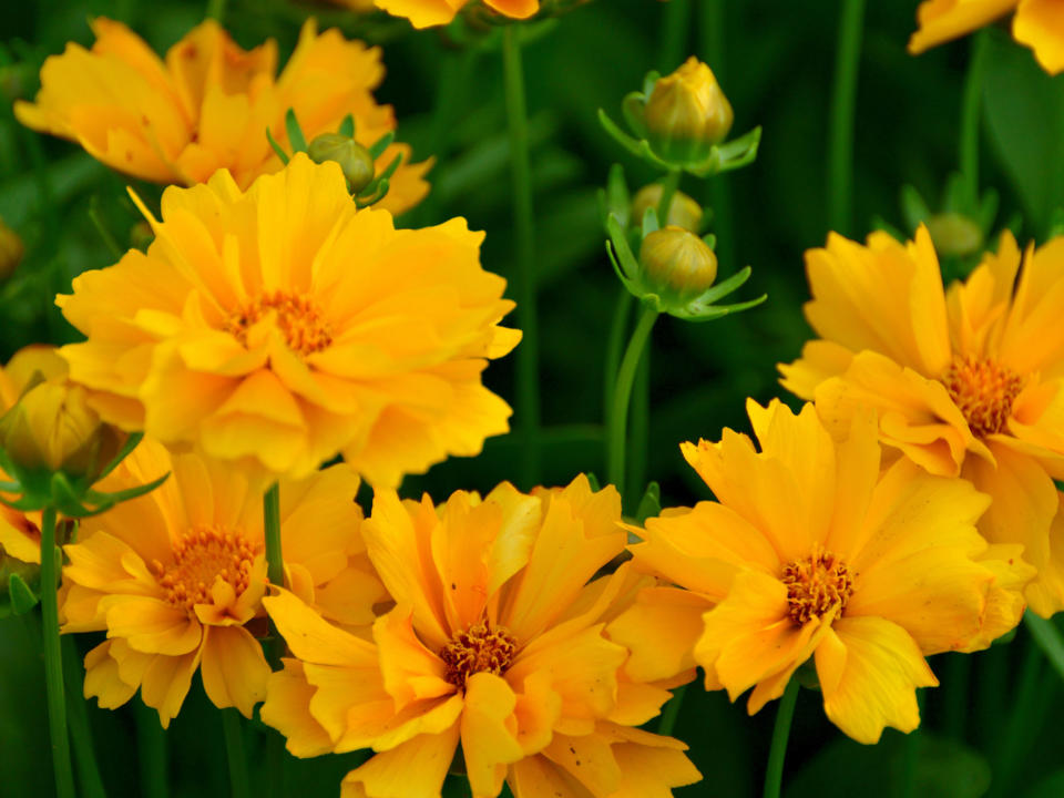 yellow coreopsis (tickseed) flowers