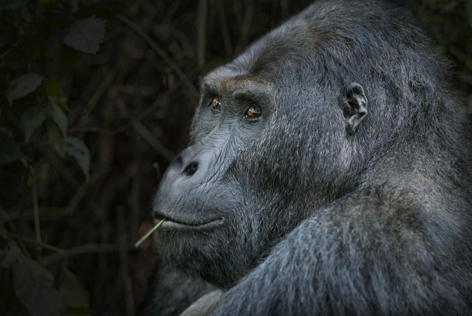 Eastern Lowland Gorilla