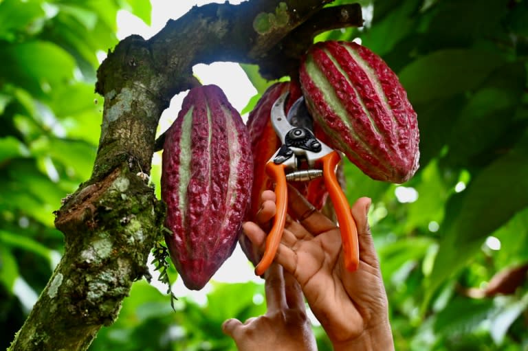Un ouvrier coupe des fruits de cacao suspendus à un arbre dans une ferme du canton de Buena Fe, dans la province de Los Rios, en Équateur, le 12 juin 2024 (MARCOS PIN)