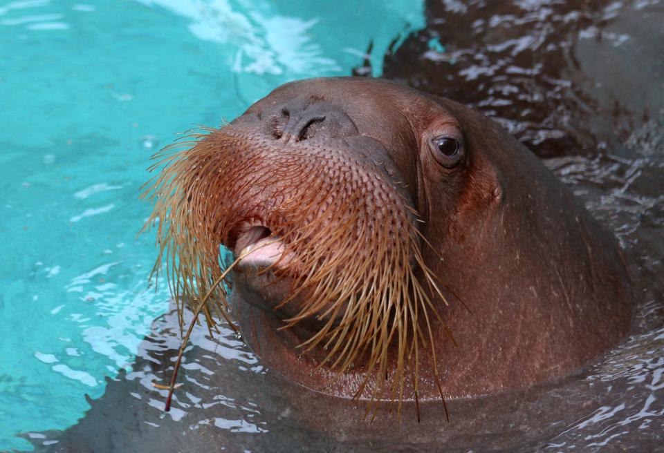 Meet Aku. He is one of two new walruses at the Indianapolis Zoo.