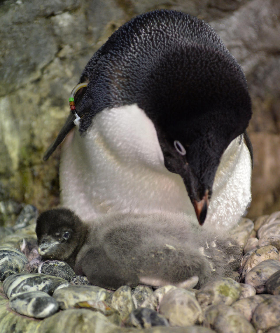 A baby Adelie penguin (bottom), who was born on July 10, 2013, and a mother share a moment at the Osaka Aquarium Kaiyukan on July 26, 2013. Visitors can see the 680 grams baby penguin and other penguins living in a water tank surrounded by frozen rocks and ice. (KAZUHIRO NOGI/AFP/Getty Images)