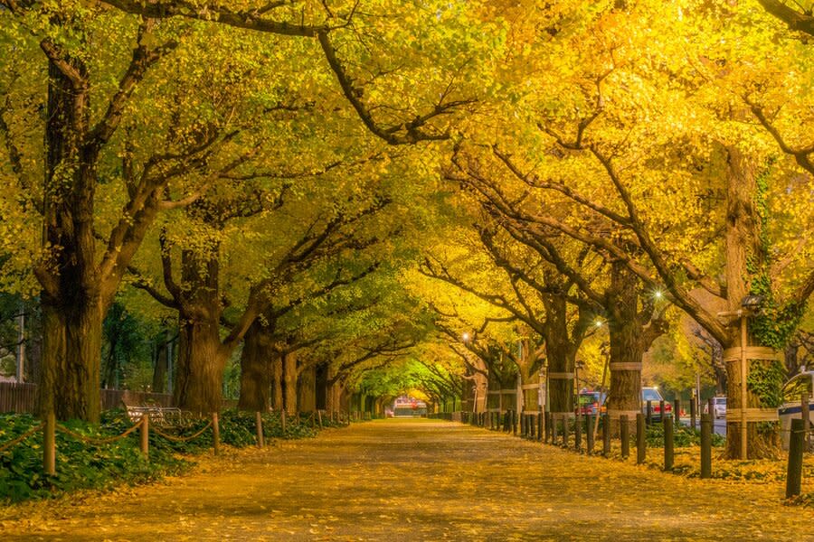 日本東京都政府自宣布「神宮外苑再開發計畫」以來面臨眾多阻力。（Photo by Meiji Jingu Gaien Garden FB）