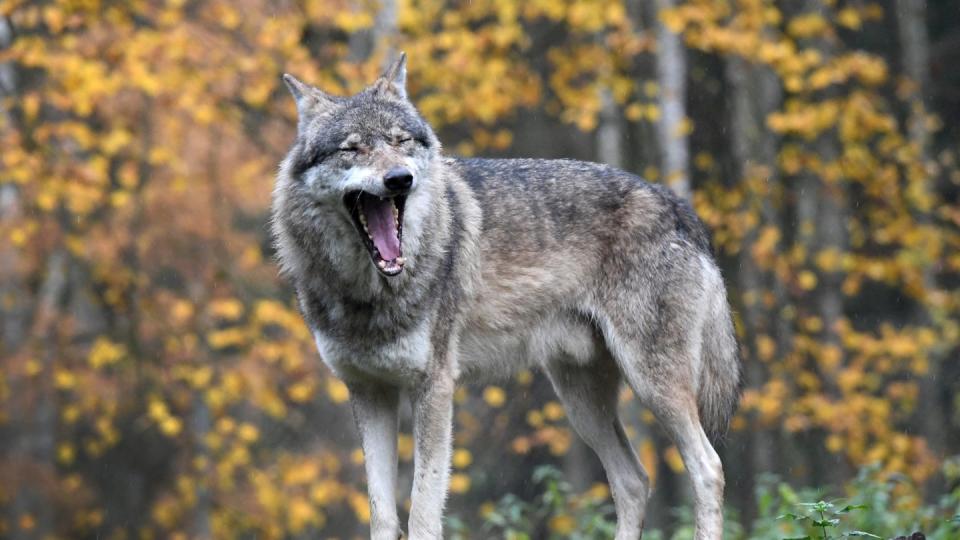 Wolf beißt Mensch? In Steinfeld hat sich dieser Verdacht nicht erhärtet. Foto: Carsten Rehder/Archiv