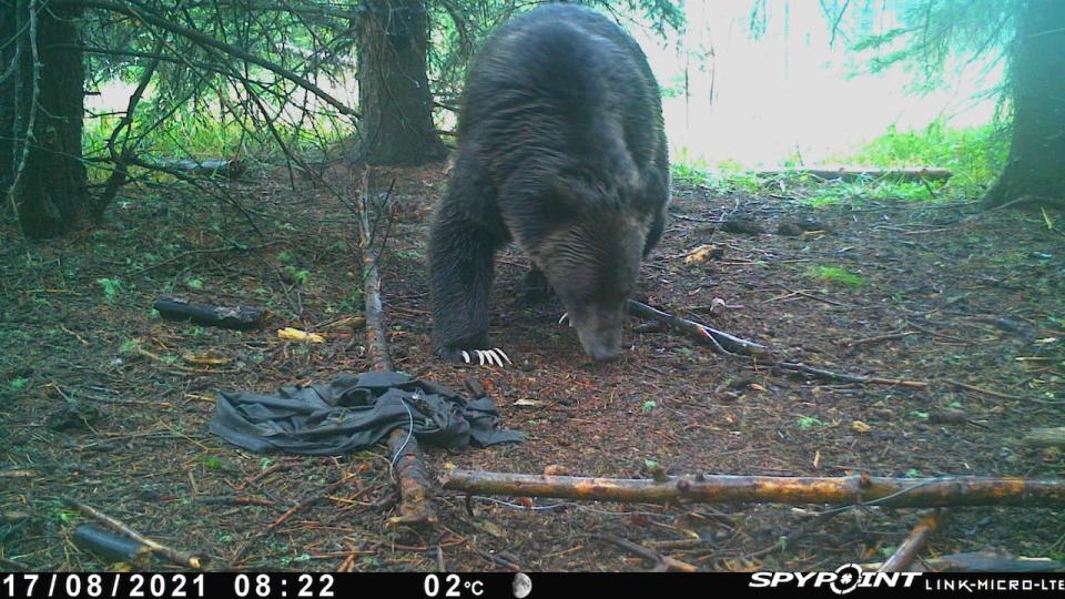 A grizzly bear, captured on a trail camera in the summer of 2021, scavenges pig remains.