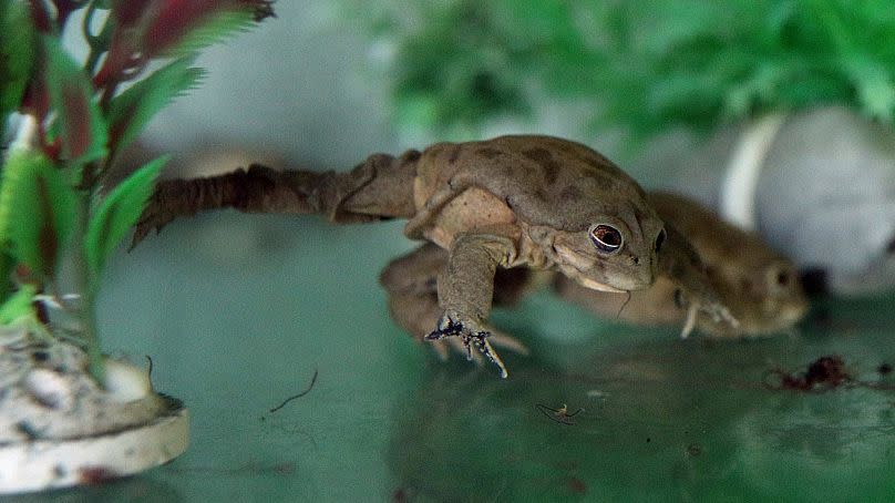 Ein in Gefangenschaft gehaltener Frosch der Art Telmatobius Culeus in einem Glaskasten im Huachipa Zoo am Stadtrand von Lima, Peru, 6. November 2019.