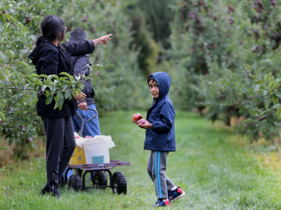 Wohaan Dissanayake, 6 years old of Pittsford, picks apples with his family at G and S Orchards in Walworth in 2016.