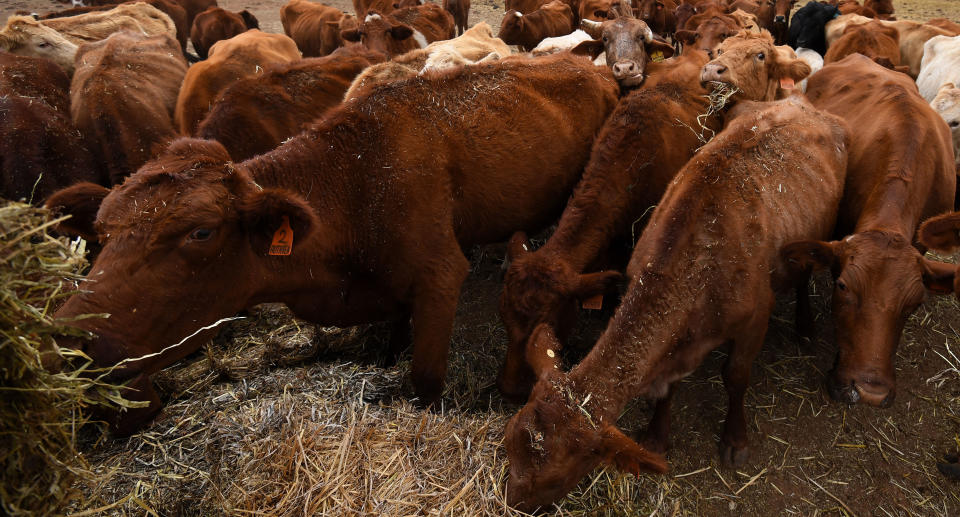 A cow and dead pig were stolen in separate incidents in Pinjarra and Benger. Six people have been charged. Source: AAP, file