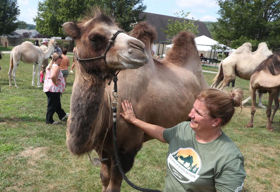 Kristin Tacconelli, a workshop participant from Michigan, and her camel Bruce, talk with students at Green Chimneys in Brewster Aug. 9, 2022. Camels from all over the country are at Green Chimneys this week training in animal assisted therapy. 