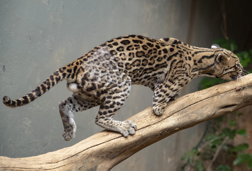 En esta imagen, tomada el 20 de octubre de 2020, un ocelote herido, que perdió parte de una pata tras ser atropellado por un auto, trepa a una rama dentro de su jaula en la ONG Mata Ciliar, en Jundiai, Brasil. La ONG trata a animales que han sido víctima de fuegos, desastres medioambientales o de traficantes, y los rehabilita para liberarlos en su hábitat natural. (AP Foto/Andre Penner)