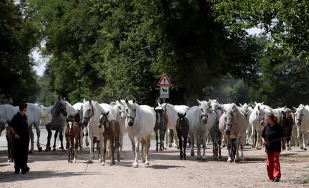 Employees of The National Stud Kladruby nad Labem lead a herd of horses to their stables in the town of Kladruby nad Labem