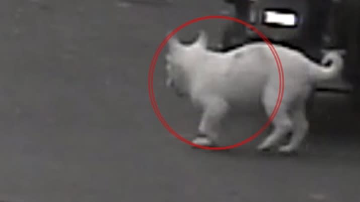 警察調閱路口監視器，發現小白狗走失後，在路口跑來跑去。（圖／東森新聞）