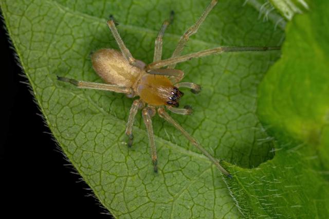 7 types of Poisonous Spiders - Hawx Pest Control