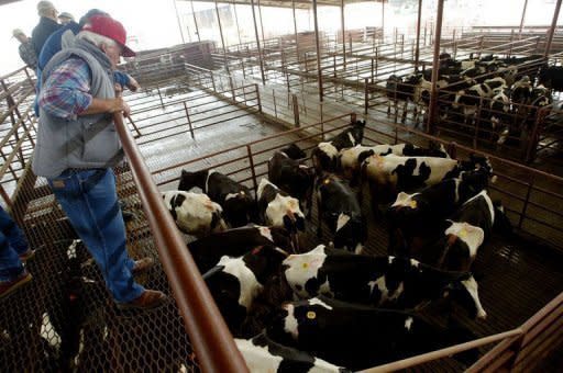 File picture shows buyers inspecting cattle at a US auction in California. The United States scrambled on Wednesday to contain the fallout from the discovery of mad cow disease in California as the top beef exporter insisted the outbreak posed no threat to consumers