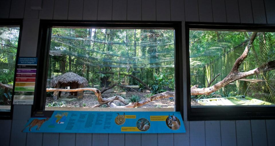 Two 9-month-old caracals are the Tallahassee Museum's newest guest animals. Their exhibit displays facts about the wild cats.