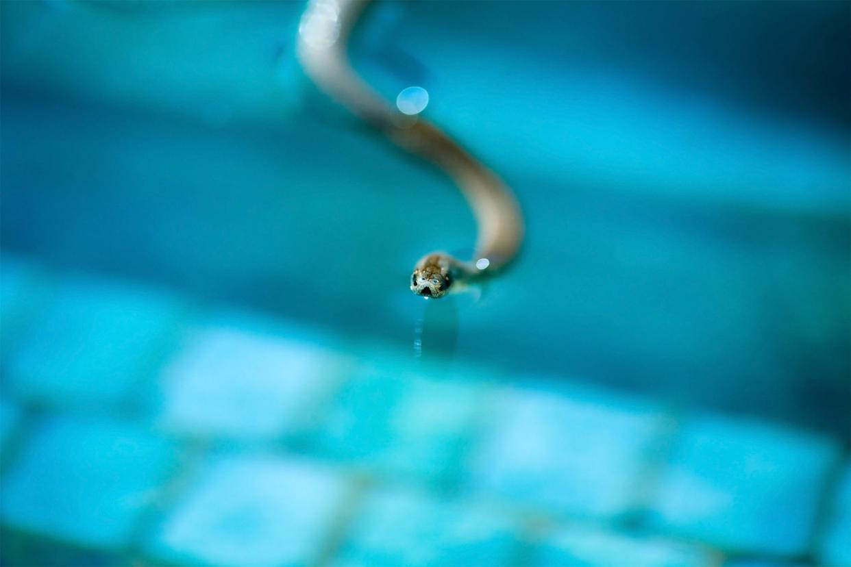 Focus on the face of a sharp-tailed snake on the water of a swimming pool with a blurred background of pool water