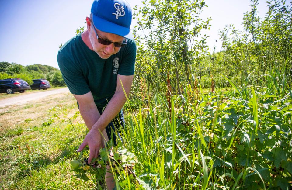 Steve Lecklider shows black currants Wednesday, June 29, 2022, at Lehman's Orchards in Niles, Michigan.